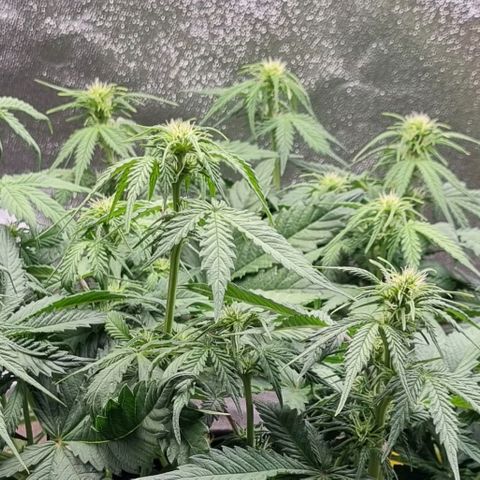 Bubble Kush Auto growlog timeline photo