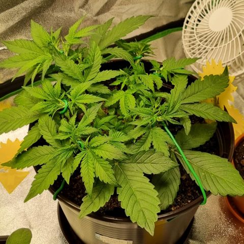 GOAT'lato Auto growlog timeline photo