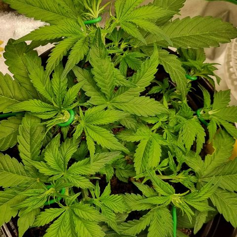 GOAT'lato Auto growlog timeline photo