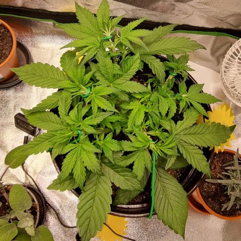 GOAT'lato Auto growlog timeline photo