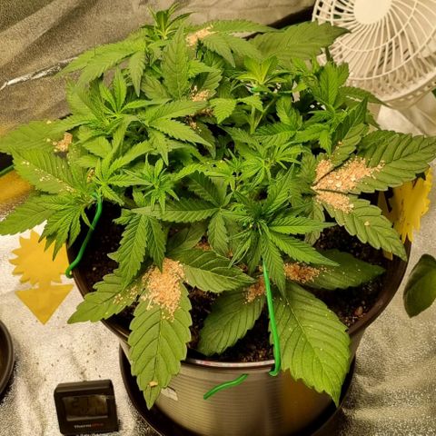 GOAT'lato Auto growlog timeline photo