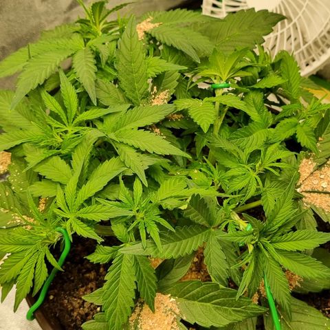 GOAT'lato Auto growlog timeline photo