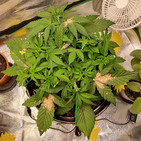 GOAT'lato Auto growlog timeline photo