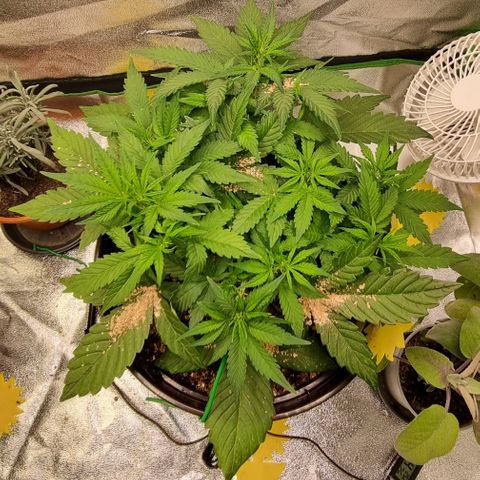 GOAT'lato Auto growlog timeline photo