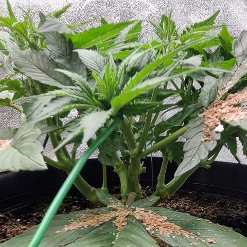 GOAT'lato Auto growlog timeline photo