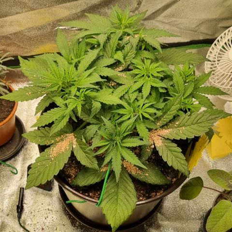 GOAT'lato Auto growlog timeline photo