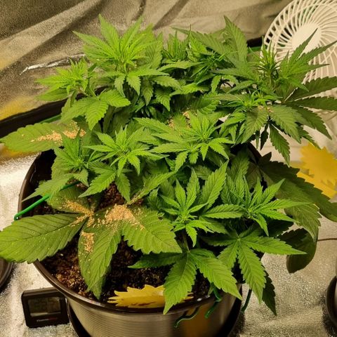GOAT'lato Auto growlog timeline photo