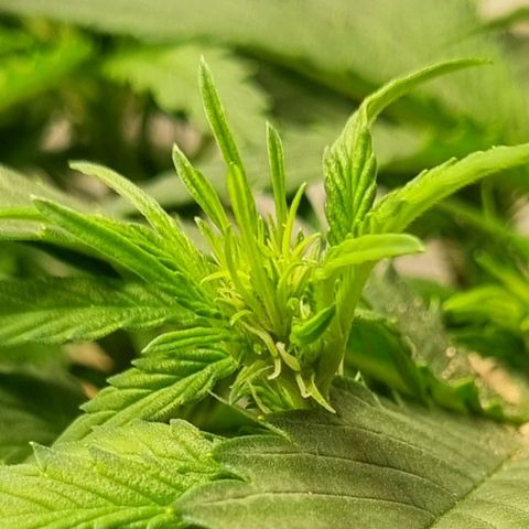 GOAT'lato Auto growlog timeline photo