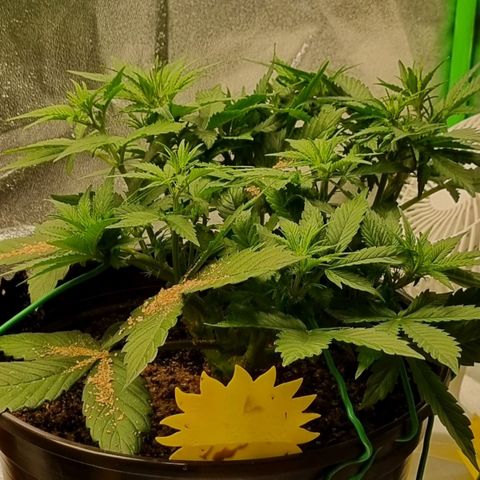 GOAT'lato Auto growlog timeline photo