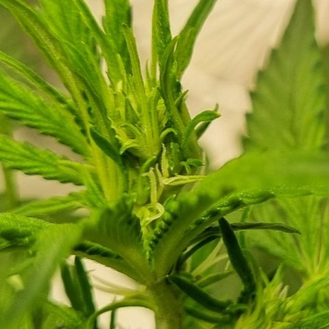 GOAT'lato Auto growlog timeline photo