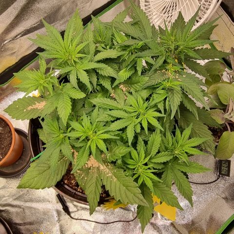 GOAT'lato Auto growlog timeline photo