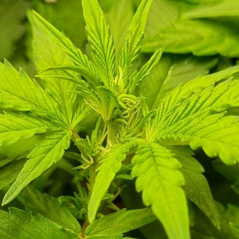 GOAT'lato Auto growlog timeline photo