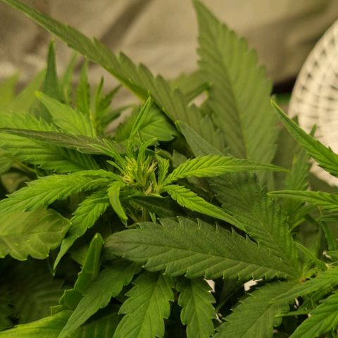 GOAT'lato Auto growlog timeline photo