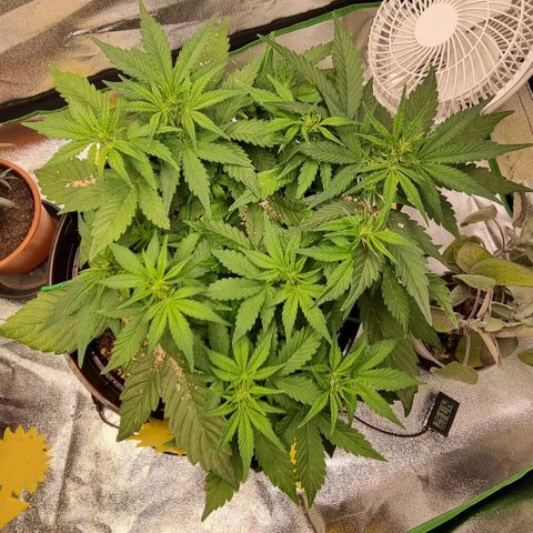 GOAT'lato Auto growlog timeline photo