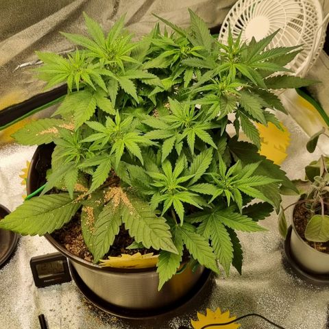 GOAT'lato Auto growlog timeline photo