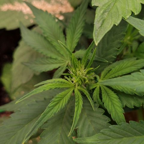 GOAT'lato Auto growlog timeline photo