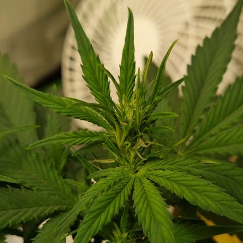 GOAT'lato Auto growlog timeline photo