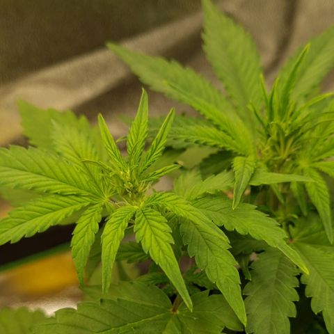 GOAT'lato Auto growlog timeline photo