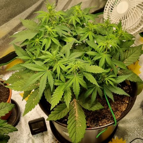 GOAT'lato Auto growlog timeline photo