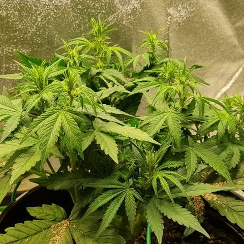 GOAT'lato Auto growlog timeline photo