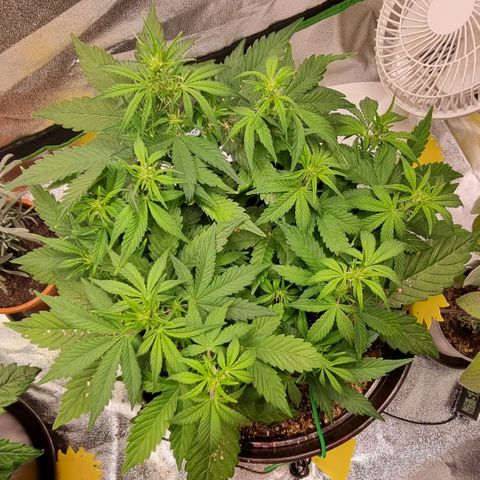 GOAT'lato Auto growlog timeline photo