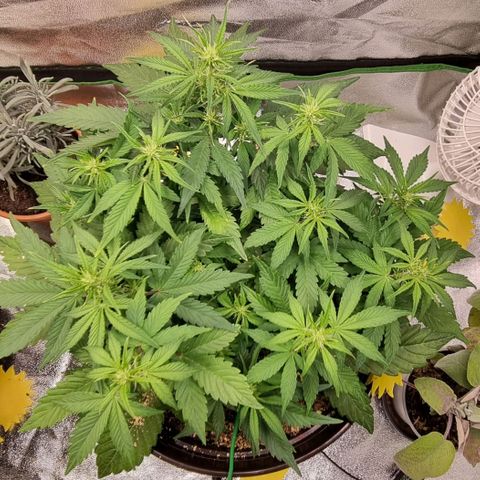 GOAT'lato Auto growlog timeline photo