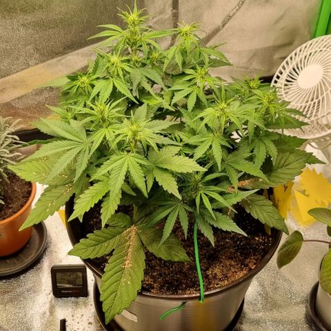 GOAT'lato Auto growlog timeline photo