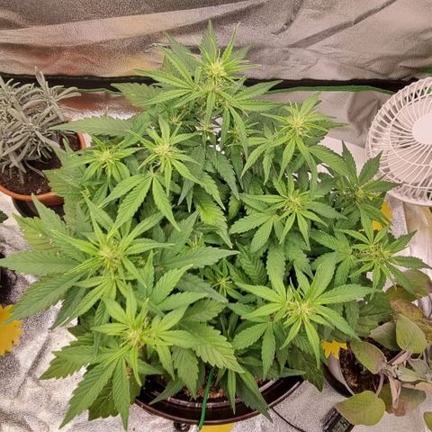 GOAT'lato Auto growlog timeline photo