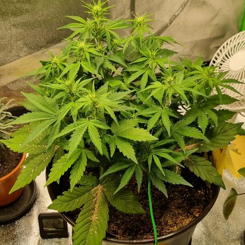 GOAT'lato Auto growlog timeline photo