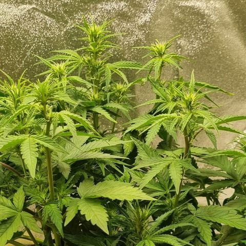 GOAT'lato Auto growlog timeline photo
