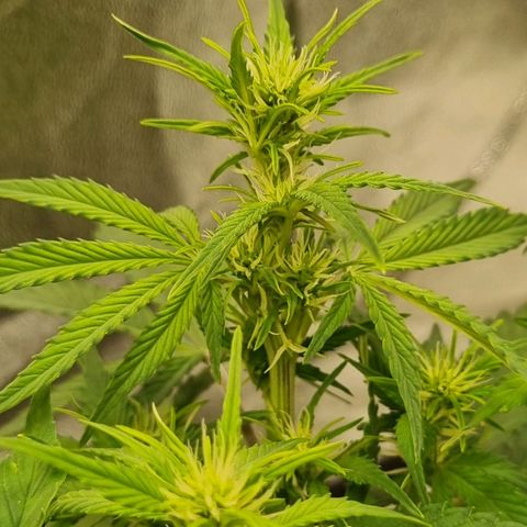 GOAT'lato Auto growlog timeline photo
