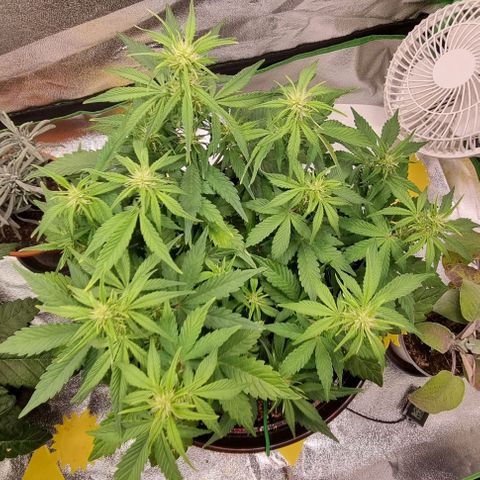 GOAT'lato Auto growlog timeline photo