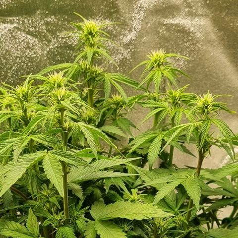 GOAT'lato Auto growlog timeline photo