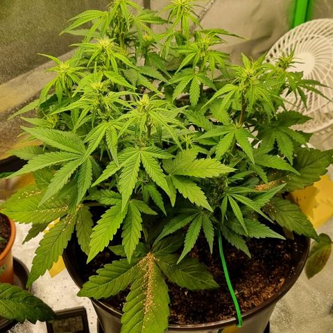GOAT'lato Auto growlog timeline photo