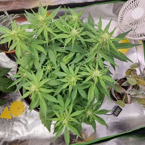 GOAT'lato Auto growlog timeline photo