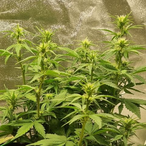 GOAT'lato Auto growlog timeline photo