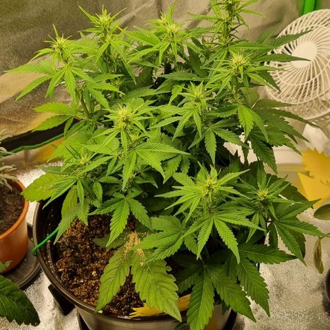 GOAT'lato Auto growlog timeline photo