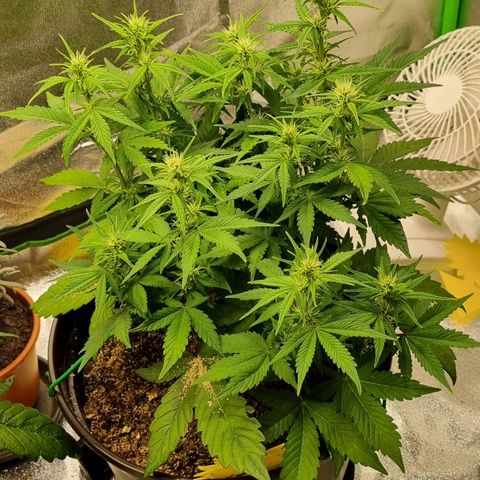 GOAT'lato Auto growlog timeline photo
