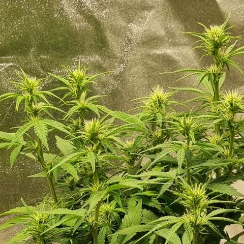 GOAT'lato Auto growlog timeline photo