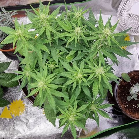 GOAT'lato Auto growlog timeline photo