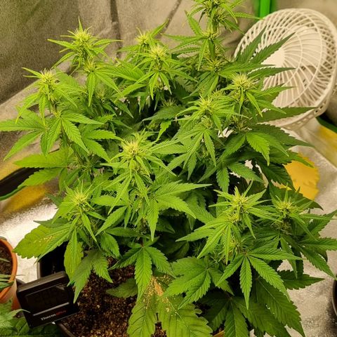 GOAT'lato Auto growlog timeline photo