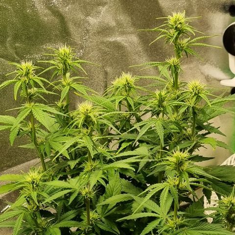 GOAT'lato Auto growlog timeline photo