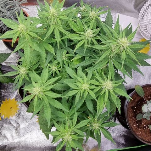 GOAT'lato Auto growlog timeline photo