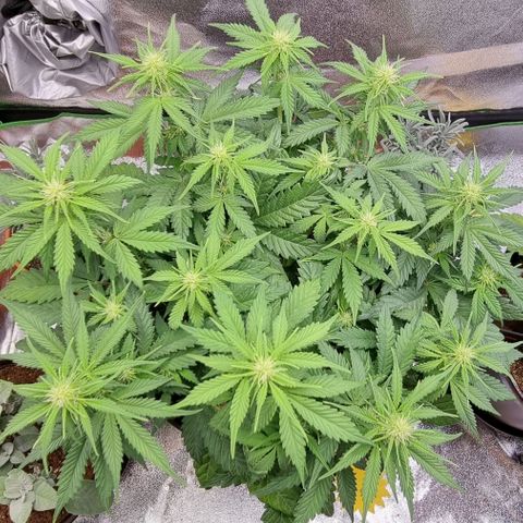 Bubble Kush Auto growlog timeline photo