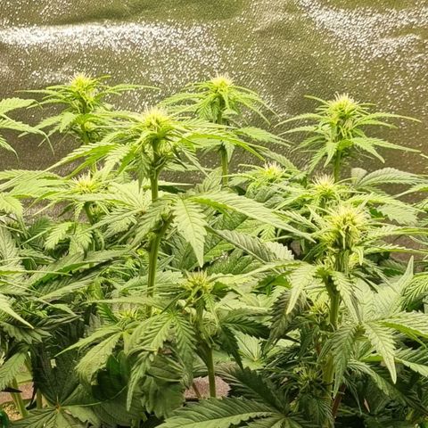 Bubble Kush Auto growlog timeline photo