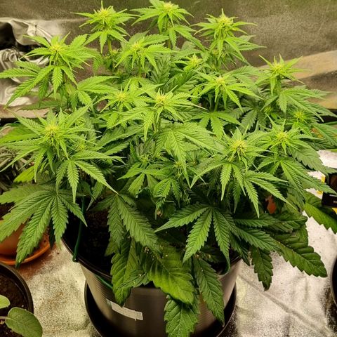 Bubble Kush Auto growlog timeline photo