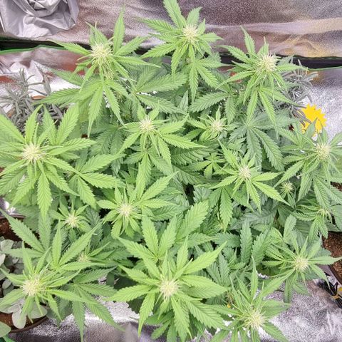 Bubble Kush Auto growlog timeline photo