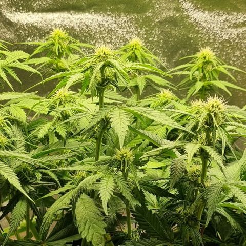 Bubble Kush Auto growlog timeline photo