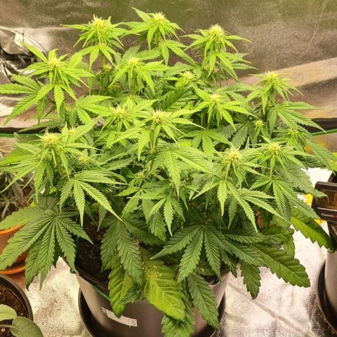 Bubble Kush Auto growlog timeline photo