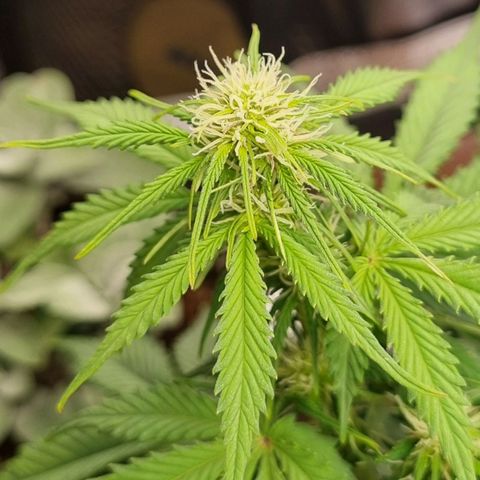 Bubble Kush Auto growlog timeline photo